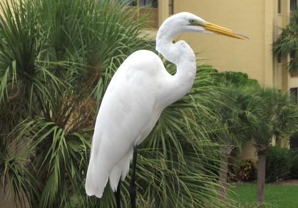 Great White Egret.